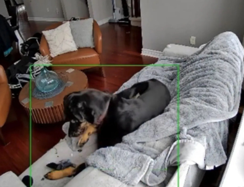 Momentul când un câine declanșează un incendiu/ Foto: X