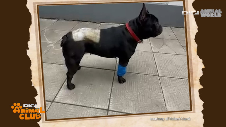 DAC DR. CARST CHIRURG VETERINAR 7