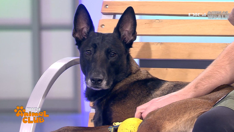 DAC DR. CARST CHIRURG VETERINAR 5