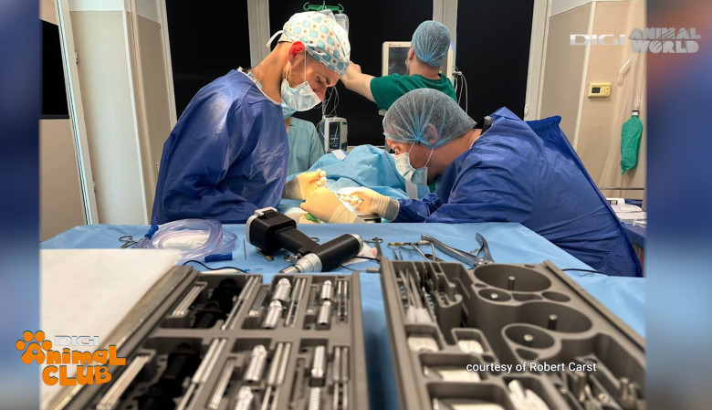 DAC DR. CARST CHIRURG VETERINAR 3