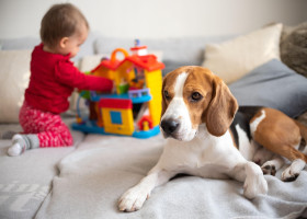 Te gândești să-ți iei un câine? Cele 7 semne clare că nu ești pregătit să ai unul/ Profimedia