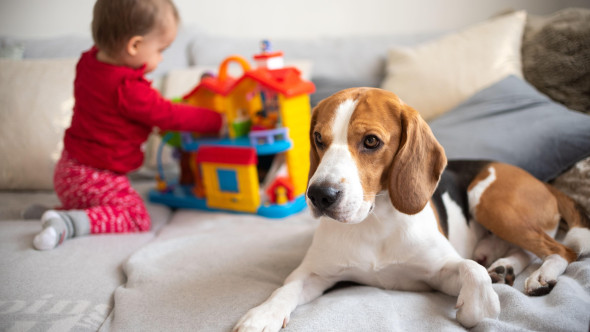 Te gândești să-ți iei un câine? Cele 7 semne clare că nu ești pregătit să ai unul, indiferent cât de mult îți dorești