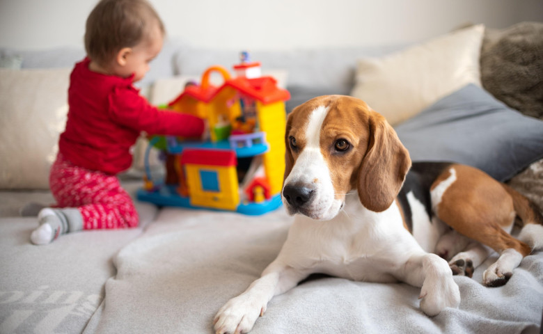 Te g&acirc;ndești s&abreve;-ți iei un c&acirc;ine&quest; Cele 7 semne clare c&abreve; nu ești preg&abreve;tit s&abreve; ai unul&sol; Profimedia