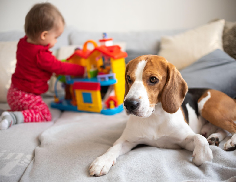 Te gândești să-ți iei un câine? Cele 7 semne clare că nu ești pregătit să ai unul/ Profimedia