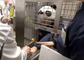 Ce au făcut angajații unui zoo din Japonia după ce au rămas fără urșii panda/ Foto: Captură video