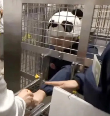 Ce au făcut angajații unui zoo din Japonia după ce au rămas fără urșii panda/ Foto: Captură video