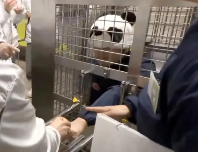 Ce au făcut angajații unui zoo din Japonia după ce au rămas fără urșii panda/ Foto: Captură video
