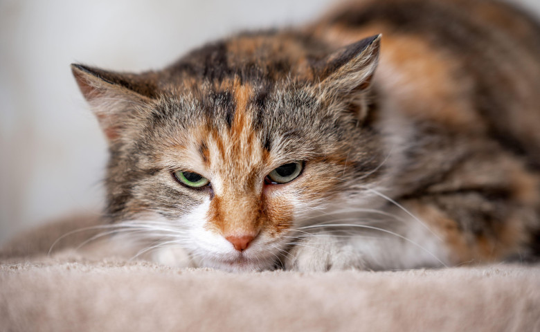 Pisic&abreve;&sol; Profimedia