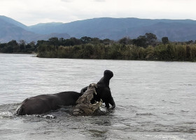 Momentul când un crocodil atacă violent un bivol/ Profimedia