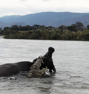 Momentul când un crocodil atacă violent un bivol/ Profimedia