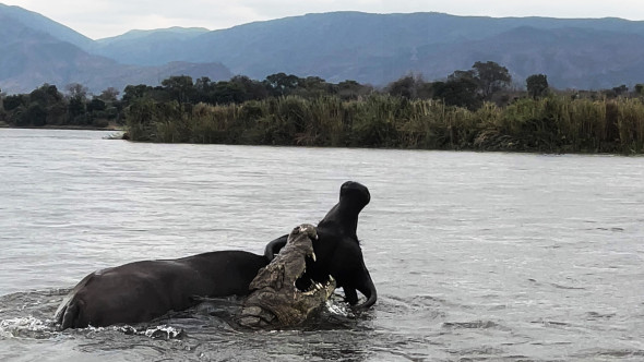 Momentul când un crocodil atacă violent un bivol. Imaginile cu lupta pentru supraviețuire au devenit virale