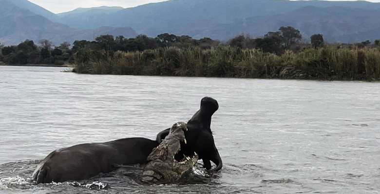 Momentul când un crocodil atacă violent un bivol/ Profimedia