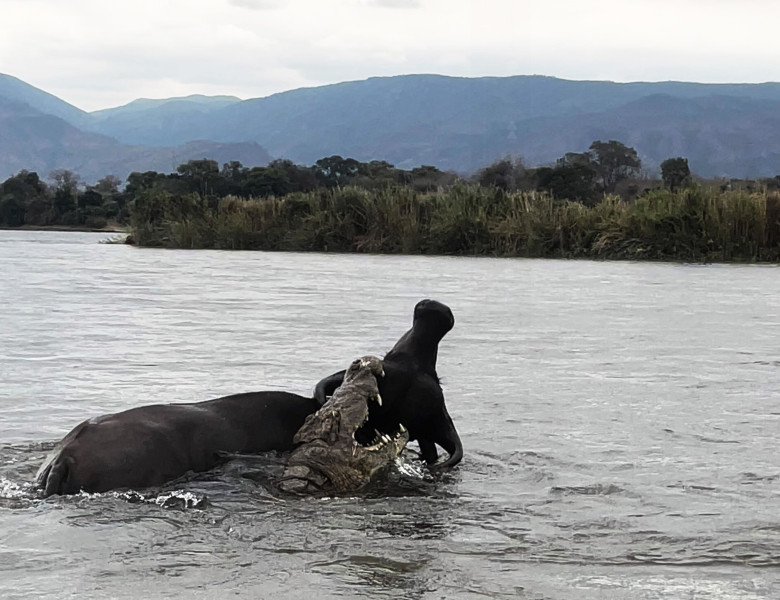 Momentul când un crocodil atacă violent un bivol/ Profimedia