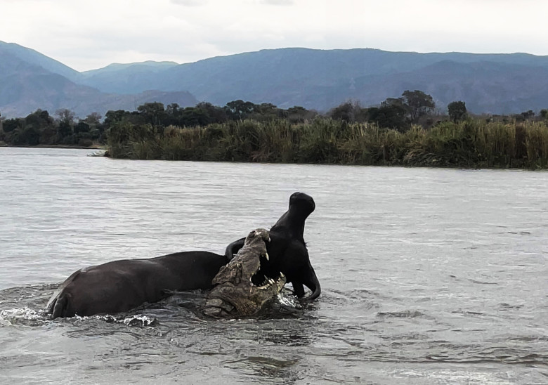 Momentul când un crocodil atacă violent un bivol/ Profimedia