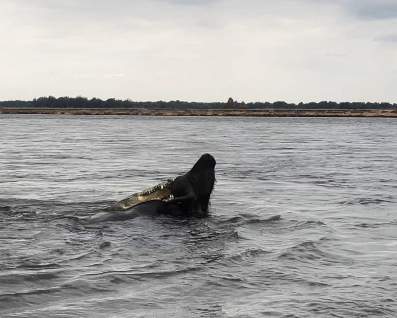 Momentul când un crocodil atacă violent un bivol/ Profimedia