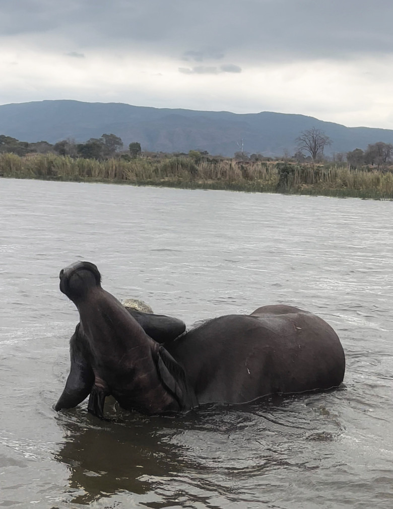 Momentul când un crocodil atacă violent un bivol/ Profimedia