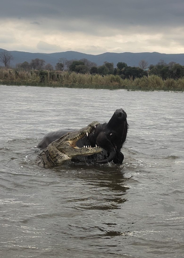 Momentul când un crocodil atacă violent un bivol/ Profimedia
