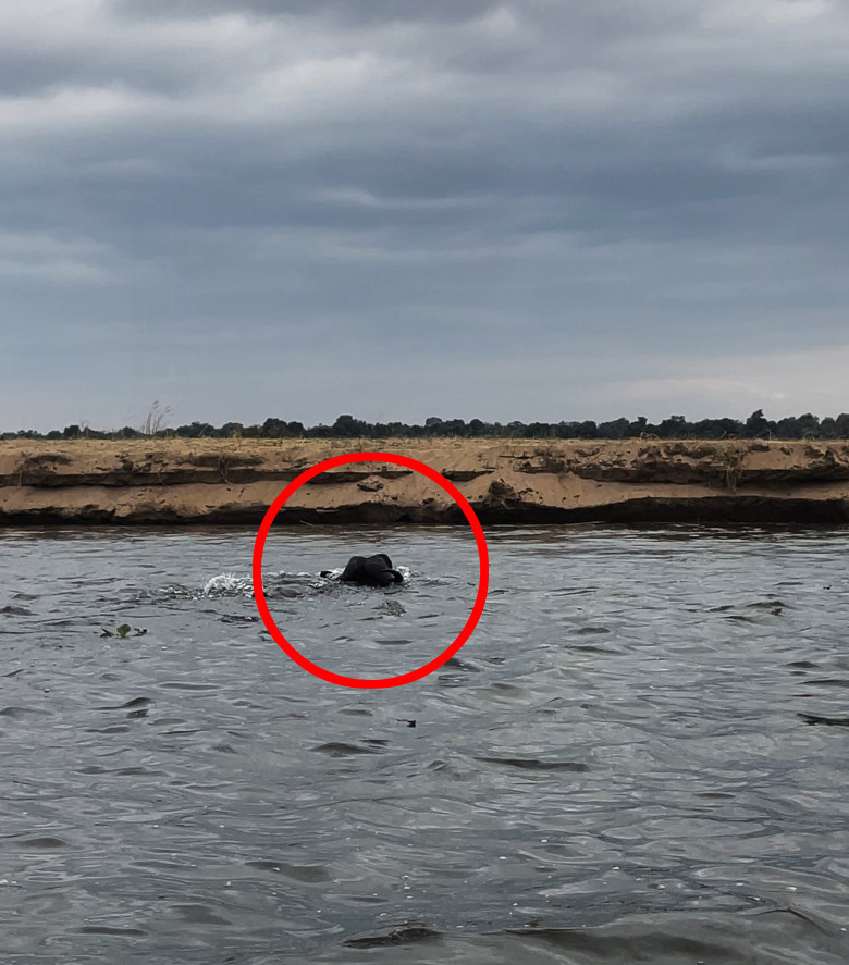 Momentul când un crocodil atacă violent un bivol/ Profimedia