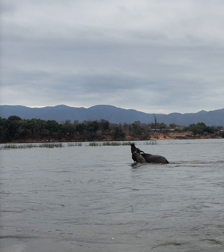 Momentul când un crocodil atacă violent un bivol/ Profimedia
