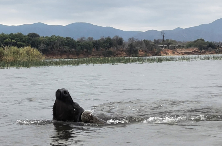 Momentul când un crocodil atacă violent un bivol/ Profimedia