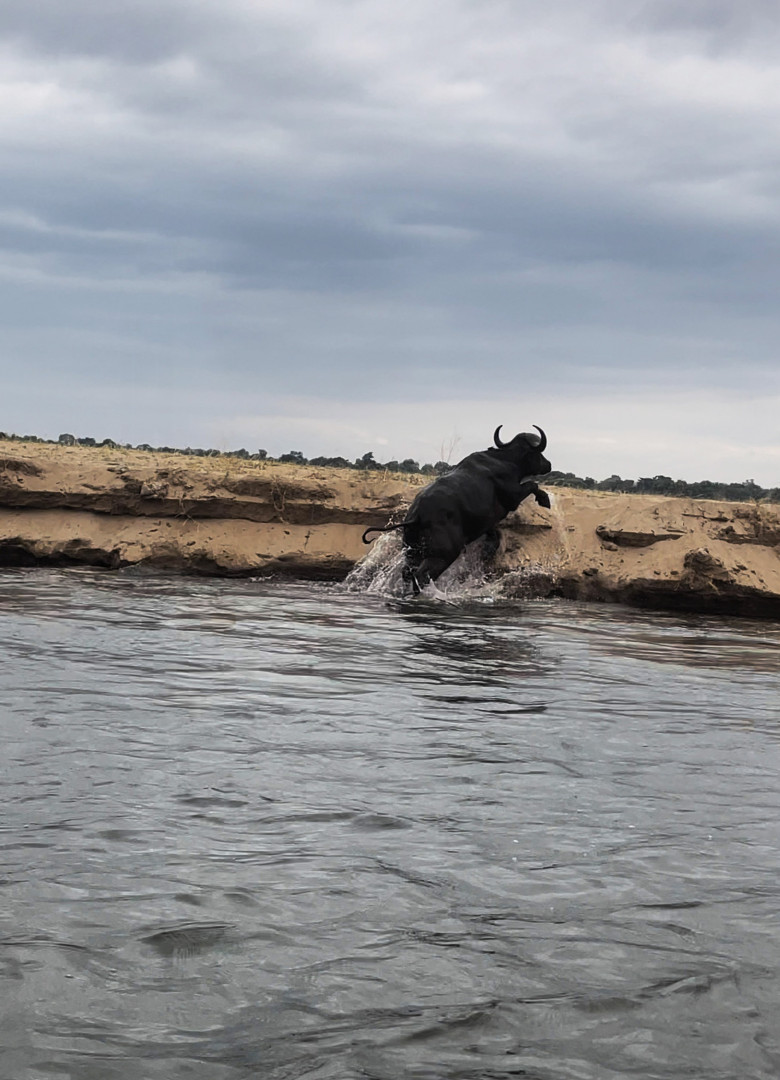 Momentul când un crocodil atacă violent un bivol/ Profimedia