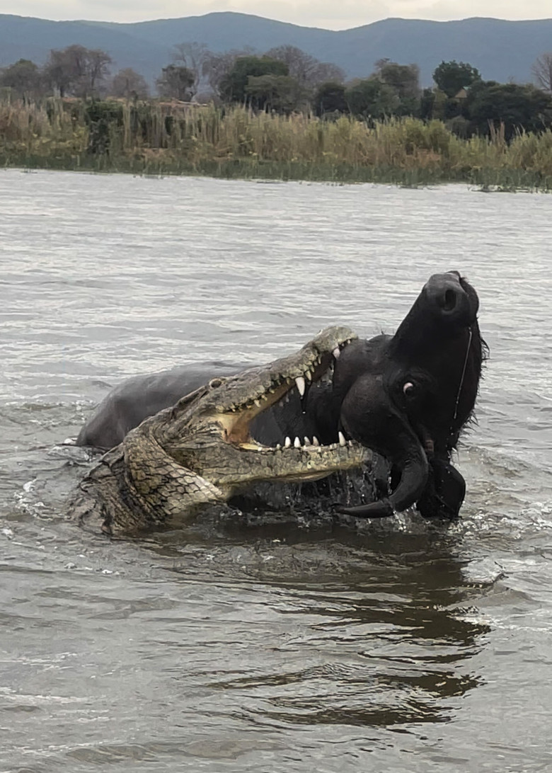Momentul când un crocodil atacă violent un bivol/ Profimedia