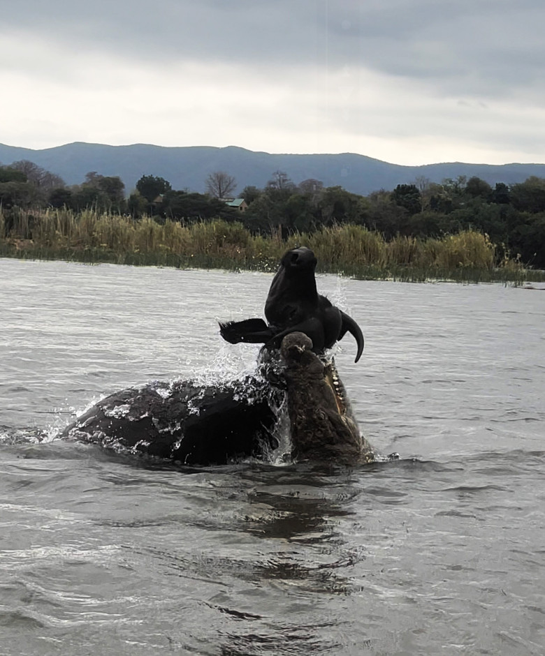 Momentul când un crocodil atacă violent un bivol/ Profimedia