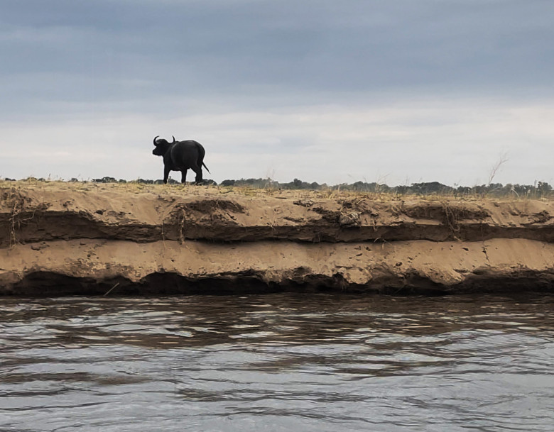 Momentul când un crocodil atacă violent un bivol/ Profimedia