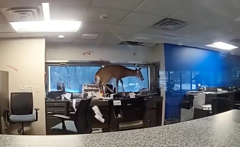 O&nbsp;c&abreve;prioar&abreve; a spart geamul și a dat buzna &icirc;n interiorul unei b&abreve;nci din New York&sol; Foto&colon; Captur&abreve; video