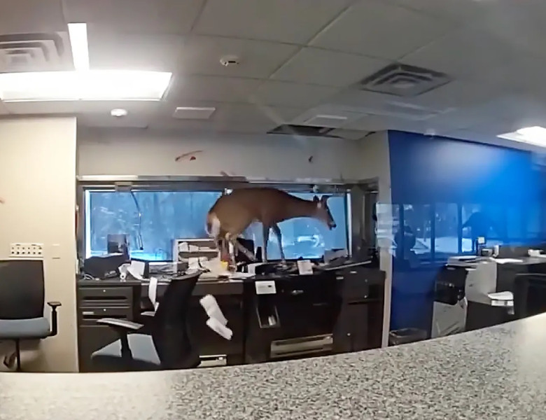 O căprioară a spart geamul și a dat buzna în interiorul unei bănci din New York/ Foto: Captură video
