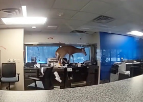 O căprioară a spart geamul și a dat buzna în interiorul unei bănci din New York/ Foto: Captură video