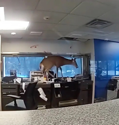 O căprioară a spart geamul și a dat buzna în interiorul unei bănci din New York/ Foto: Captură video