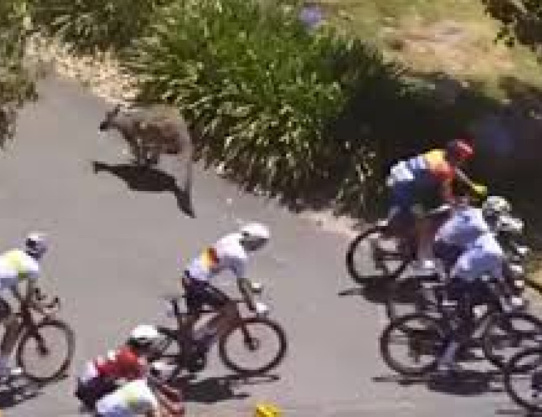 Cicliștii participanți la Turul Down Under din Australia, atacați de canguri agresivi/ Foto: Captură video