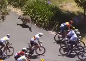 Cicliștii participanți la Turul Down Under din Australia, atacați de canguri agresivi/ Foto: Captură video