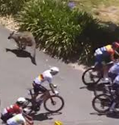 Cicliștii participanți la Turul Down Under din Australia, atacați de canguri agresivi/ Foto: Captură video
