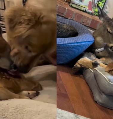 Un pui de căprioară salvat de pe stradă a fost „adoptat” de un câine/ Foto: Captură video Instagram