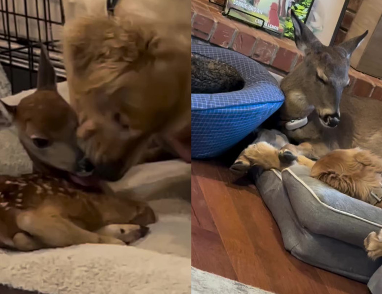 Un pui de căprioară salvat de pe stradă a fost „adoptat” de un câine/ Foto: Captură video Instagram