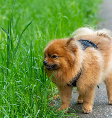 De ce câinele tău mănâncă iarbă/ Profimedia