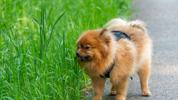 De ce câinele tău mănâncă iarbă? Cele 4 explicații ale veterinarilor și semnele care ar trebui să te îngrijoreze