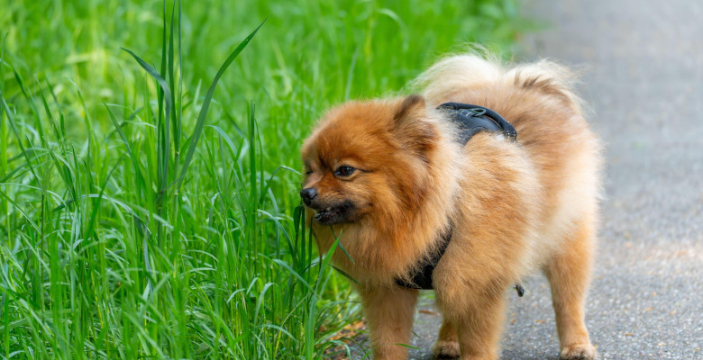 De ce câinele tău mănâncă iarbă/ Profimedia