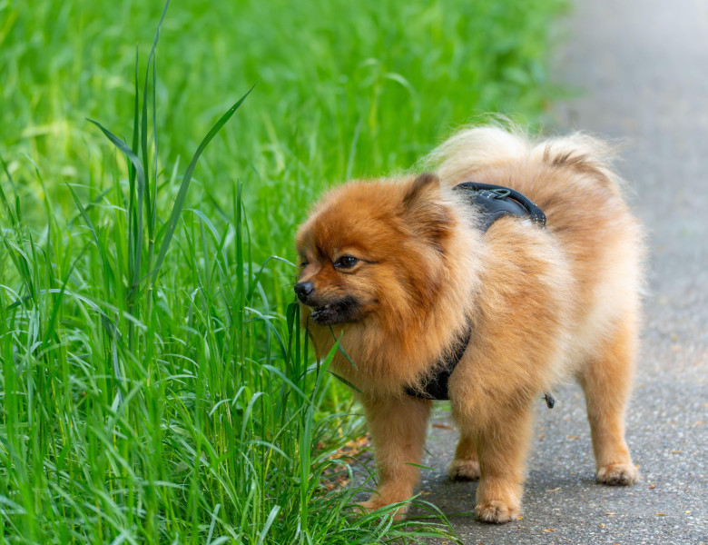 De ce câinele tău mănâncă iarbă/ Profimedia