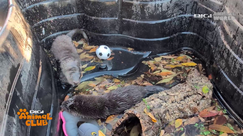 Visul Luanei Oana Vasiliu Digi Animal Club (4)