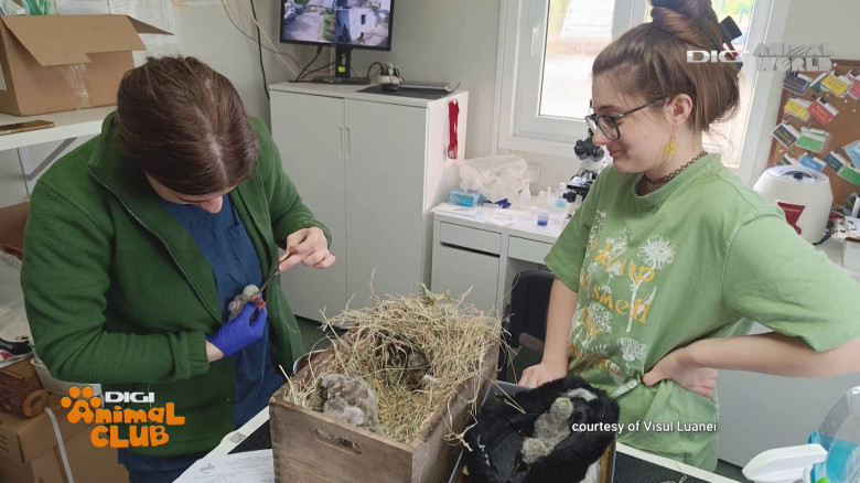 Visul Luanei Oana Vasiliu Digi Animal Club (2)