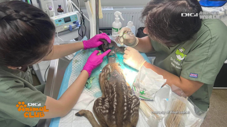 Visul Luanei Oana Vasiliu Digi Animal Club (3)