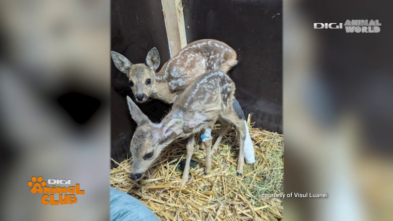 Visul Luanei Oana Vasiliu Digi Animal Club (8)