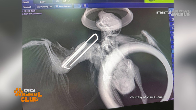 Visul Luanei Oana Vasiliu Digi Animal Club (7)