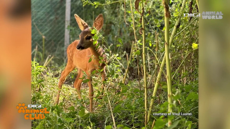 Visul Luanei Oana Vasiliu Digi Animal Club (9)