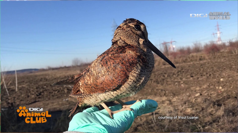 Visul Luanei Oana Vasiliu Digi Animal Club (10)