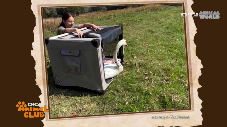 Visul Luanei Oana Vasiliu Digi Animal Club (11)