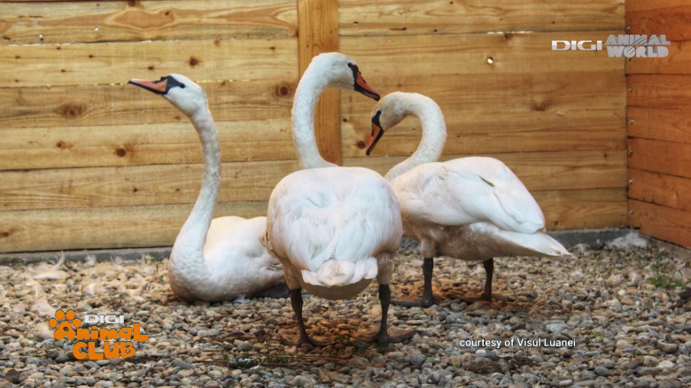 Visul Luanei Oana Vasiliu Digi Animal Club (18)